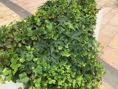 -胜记凯心茶餐厅(汇金财富广场店)