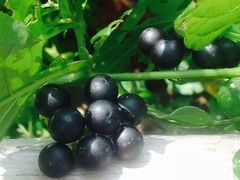 -镜泊小镇(东长安街店)