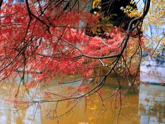 -深圳仙湖植物园