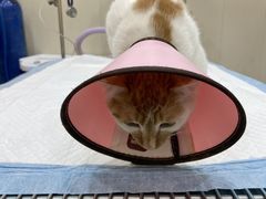 -暖阳宠物医院·犬猫康复中心·骨科