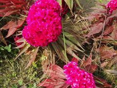 -北纬44度·金珠花海休闲农业旅游景区