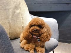 -百好乐宠物友好餐厅(朝外大街店)