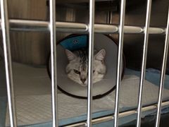 -艾贝尔宠物医院·24H转诊中心·肿瘤猫专科(江宁双龙店)