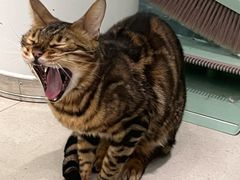 -安格丽娜·狗咖·猫咖羊驼咖(春熙路百盛商场店)
