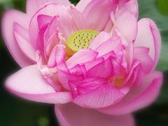 -陈家山荷花公园