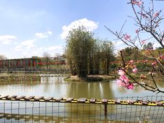 -天适樱花悠乐园