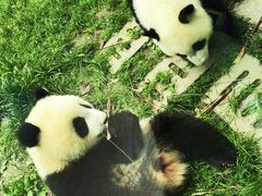 -卧龙中华大熊猫苑神树坪基地