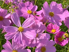 -春花秋色城市公园