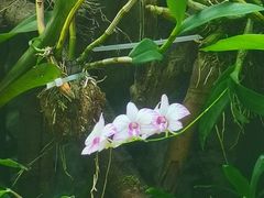 -东莞植物园