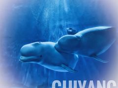 -多彩贵州城极地海洋世界