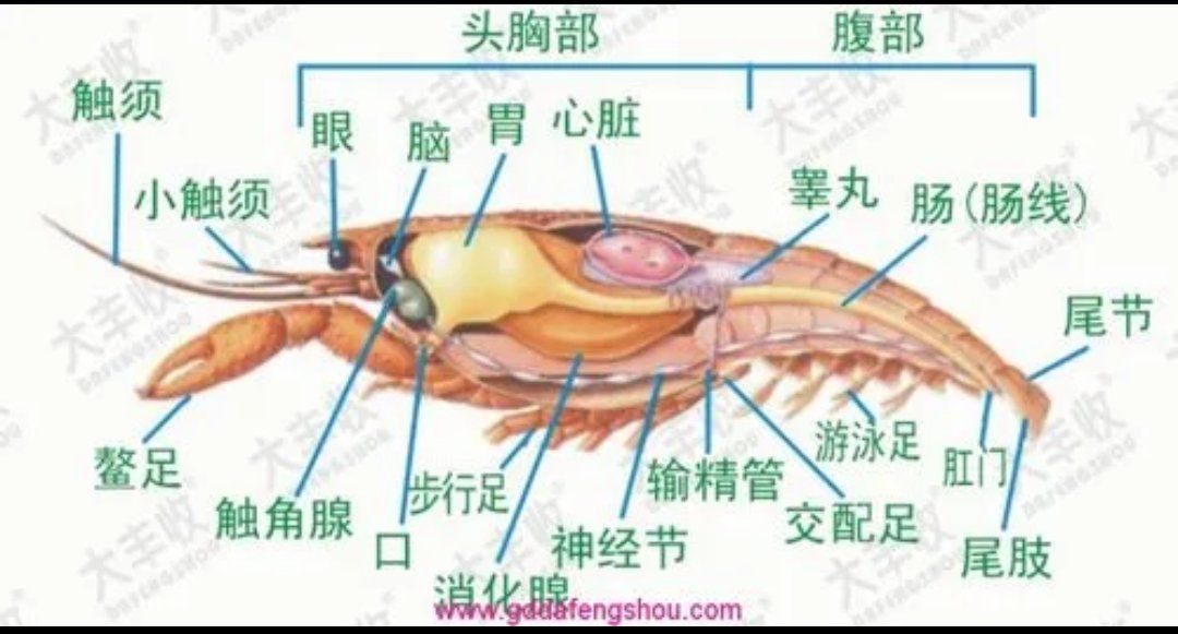 揭秘小龙虾小秘密