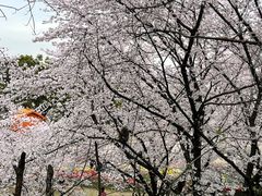 -苏州上方山国家森林公园