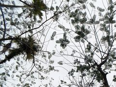 -呀诺达热带雨林