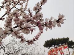 -香山公园