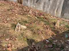 -合肥野生动物园