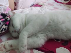 -中农国际动物医院24小时·猫科·骨科·急重症中心