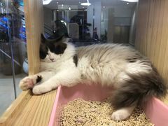 -屋虎猫馆(宝安大仟里店)