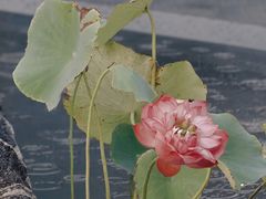 -鼓楼(西湖风景名胜区)