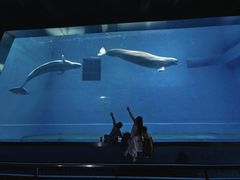 -芜湖新华联大白鲸海洋公园