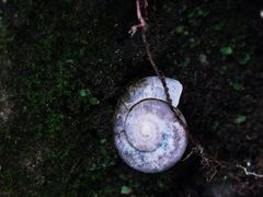 -荣县大佛