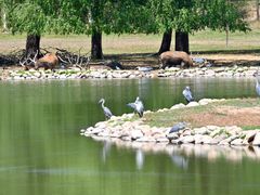 -北京麋鹿生态实验中心