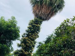 -墨尔本皇家植物园