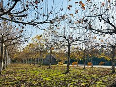 -上海海湾国家森林公园