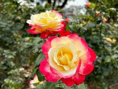 -人民公园(罗湖区)