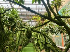 -呀路古热带植物园