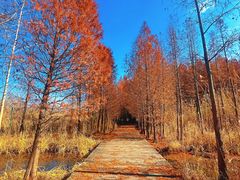 -溱湖国家湿地公园