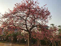 -广州花之恋城堡酒店