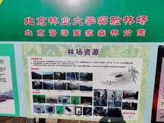 -北京鹫峰国家森林公园