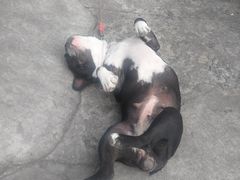 -艾贝尔宠物医院·狂犬免疫点(江山金象城店)