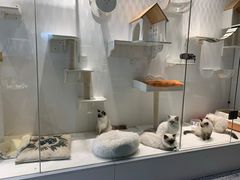 -喵喵咪呀布偶猫咖(春熙路店)