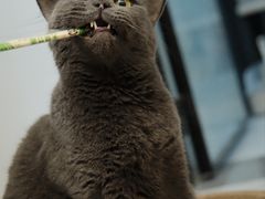 -御宝贝·A梦猫科宠物医院(国际猫友好医院)
