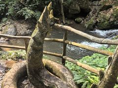 -莫里热带雨林景区