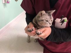 -美联众合动物医院·24h京西诊疗中心