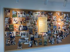 -翊宠yipet猫狗购宠庄园犬舍•猫舍