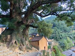 -杨家堂村