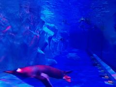 -芜湖新华联大白鲸海洋公园