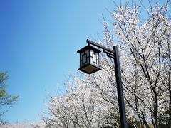 -径山花海