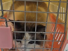 -瑞派康怡24h宠物医院·犬猫医疗中心·微创绝育(瑞景分院)