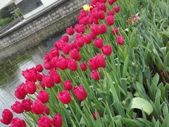-上海鲜花港