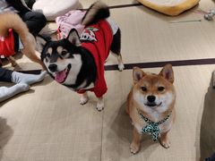 -逗柴咖啡屋·狗咖猫咖宠物桌游