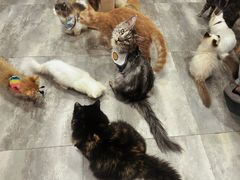 -楼上猫咖(罗湖店)