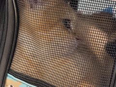 -纳吉亚猫专科动物医院·北北分院