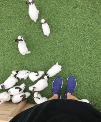 -萌宠亲子动物乐园(槐房万达店)