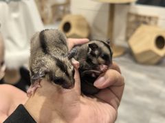 -楼上猫咖(罗湖店)