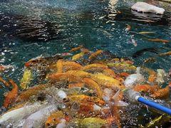 -顺德南宏海立方海洋公园