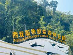 -西双版纳原始森林公园